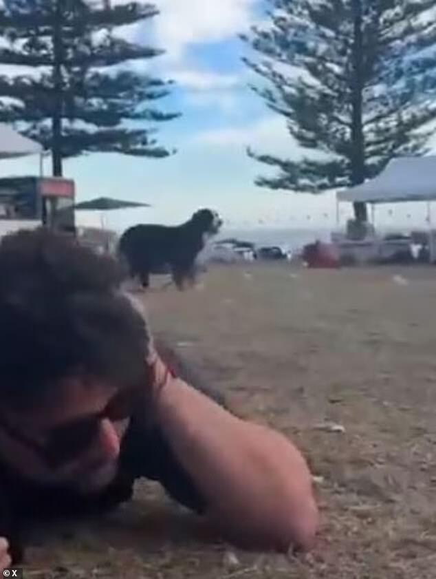 枪击现场忠犬守主人遗体不肯离开