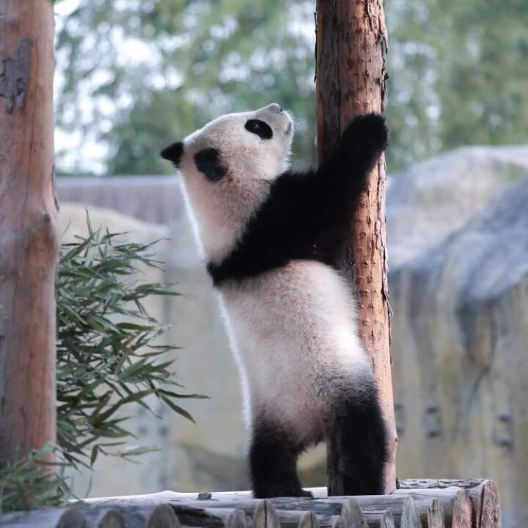 大熊猫七七即将返回四川