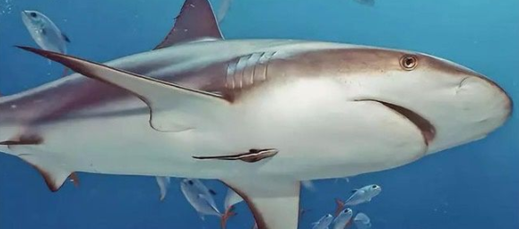 上线就成现象级，《集合啦！动物森友会》到底火到什么程度