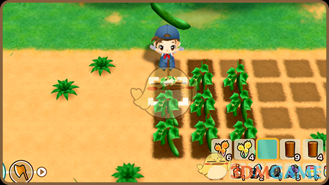 《牧场物语：重聚矿石镇》农作物怎么收？一篇说清楚