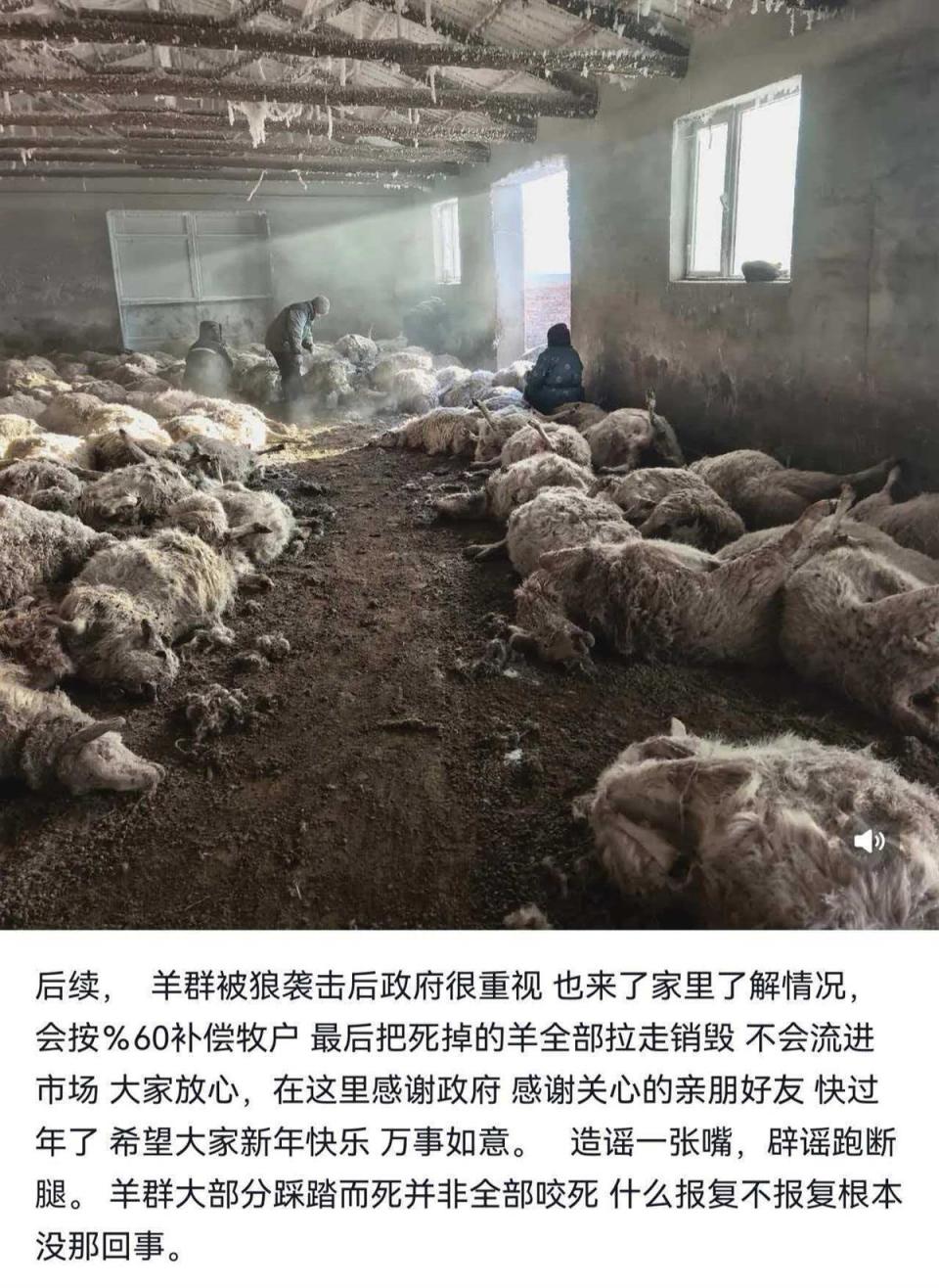 牧民回应200多只羊遭狼群夜袭死亡