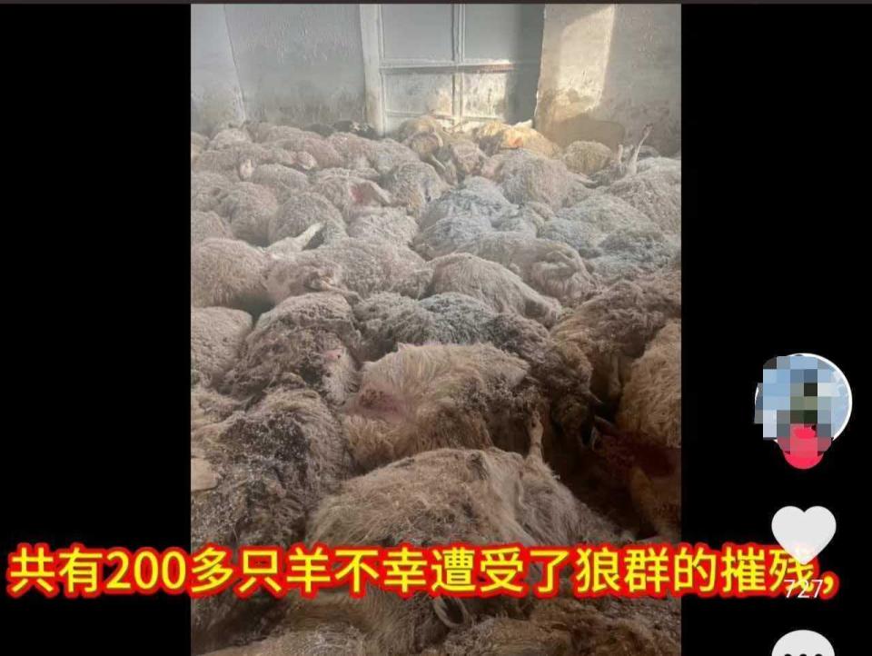牧民回应200多只羊遭狼群夜袭死亡