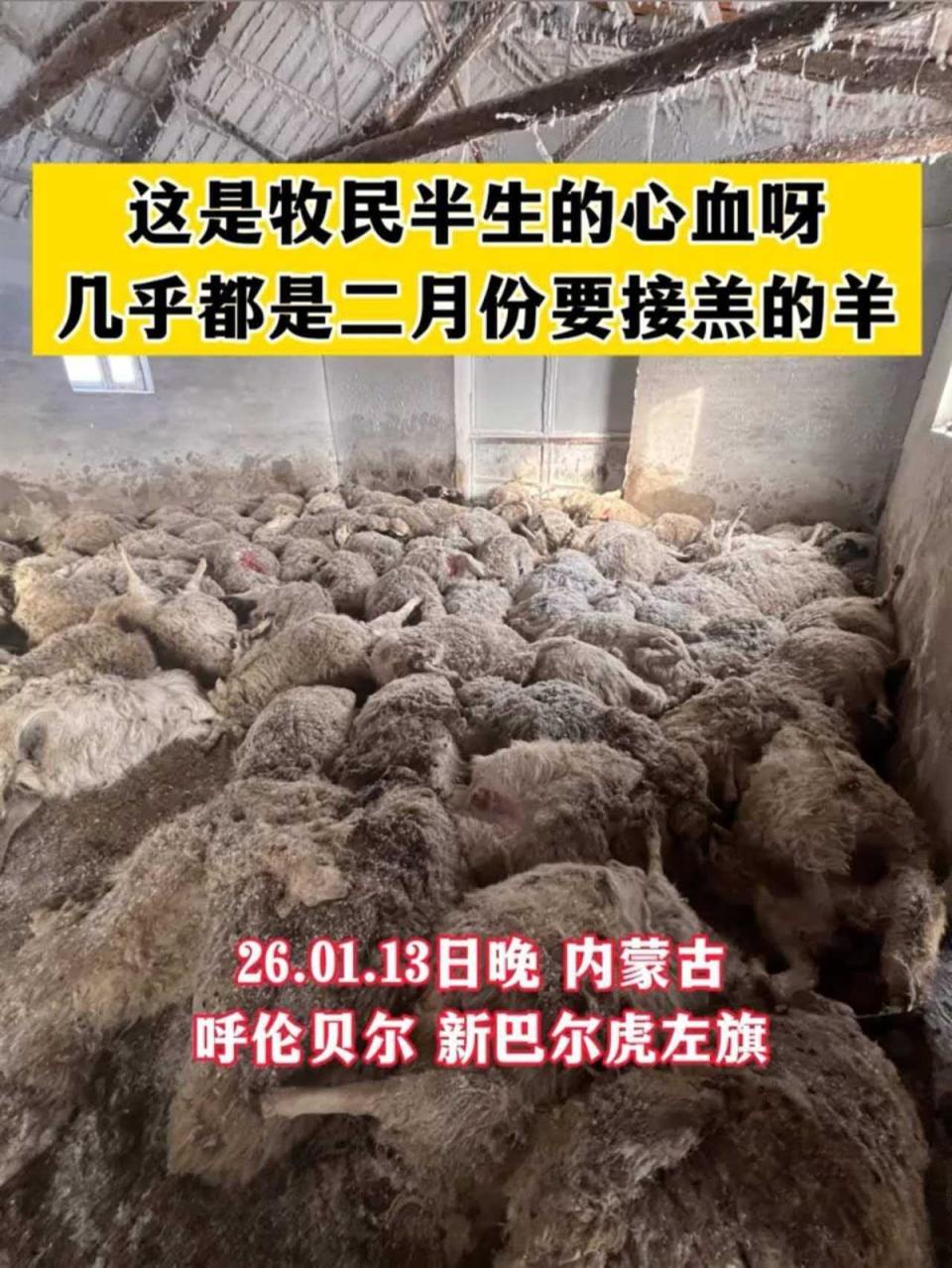 牧民回应200多只羊遭狼群夜袭死亡