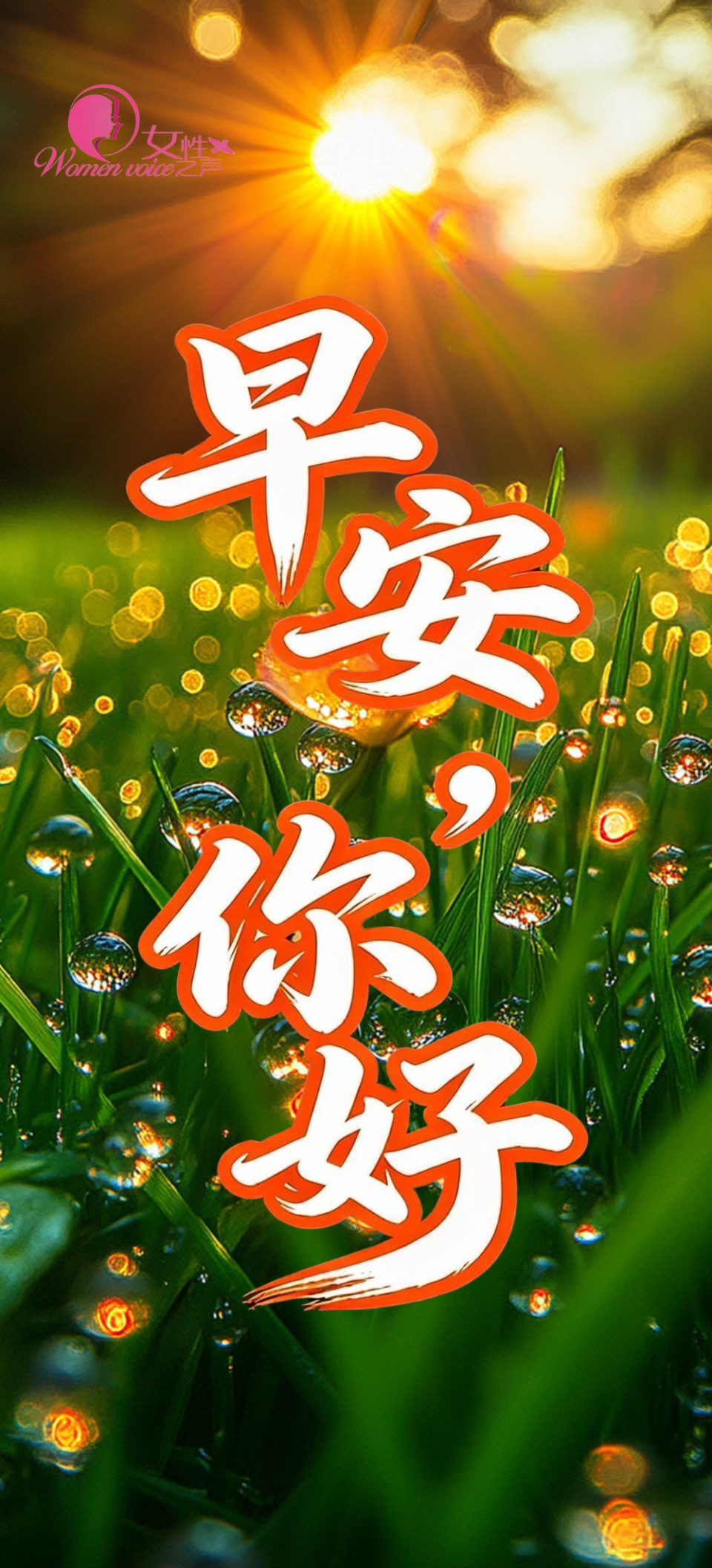 娇龙月季名字定了