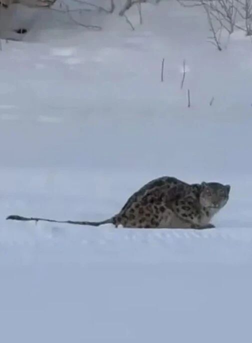 张学友婉拒“四大天王”合体