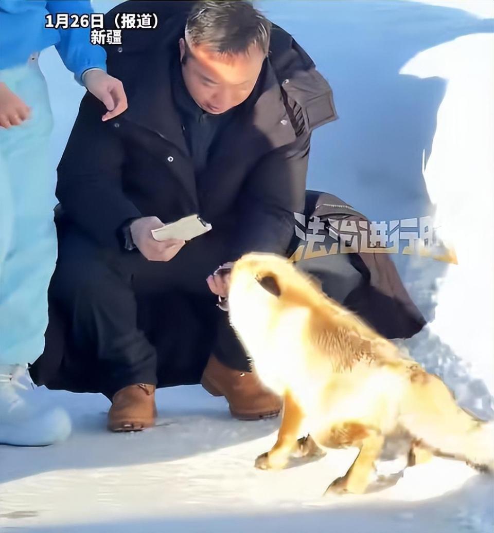 男子投喂野生狐狸被咬住手不松口