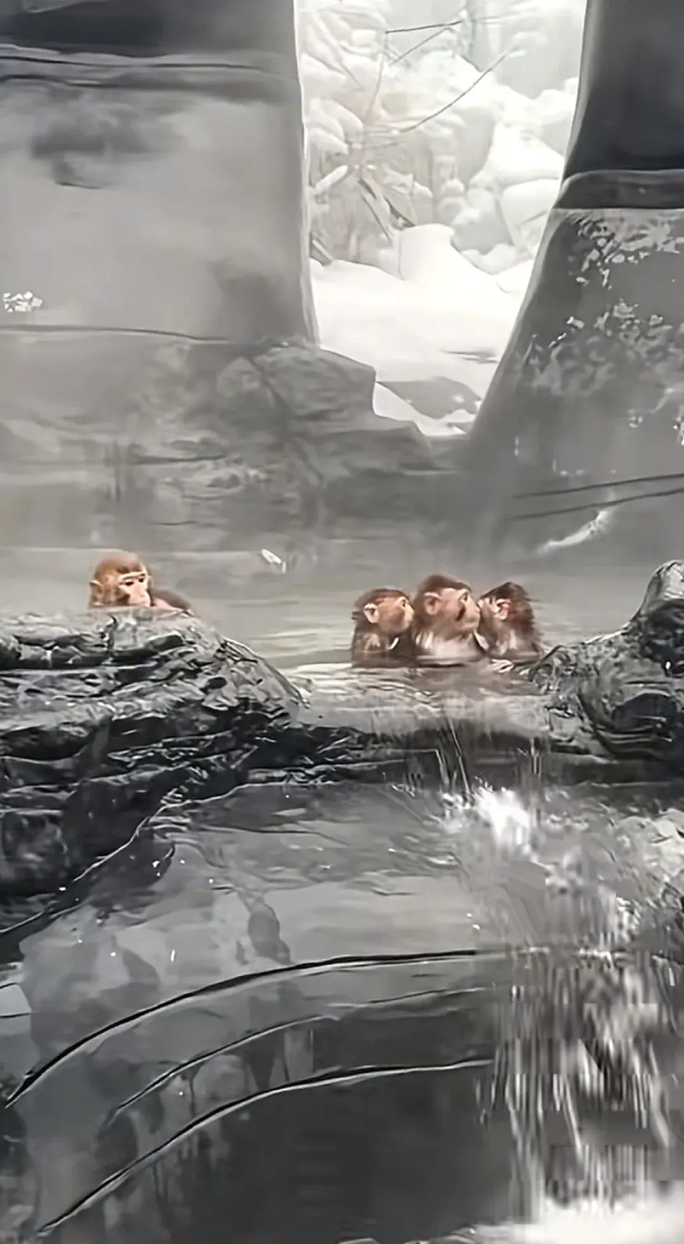 猴子在“五指山”拖家带口泡温泉养生