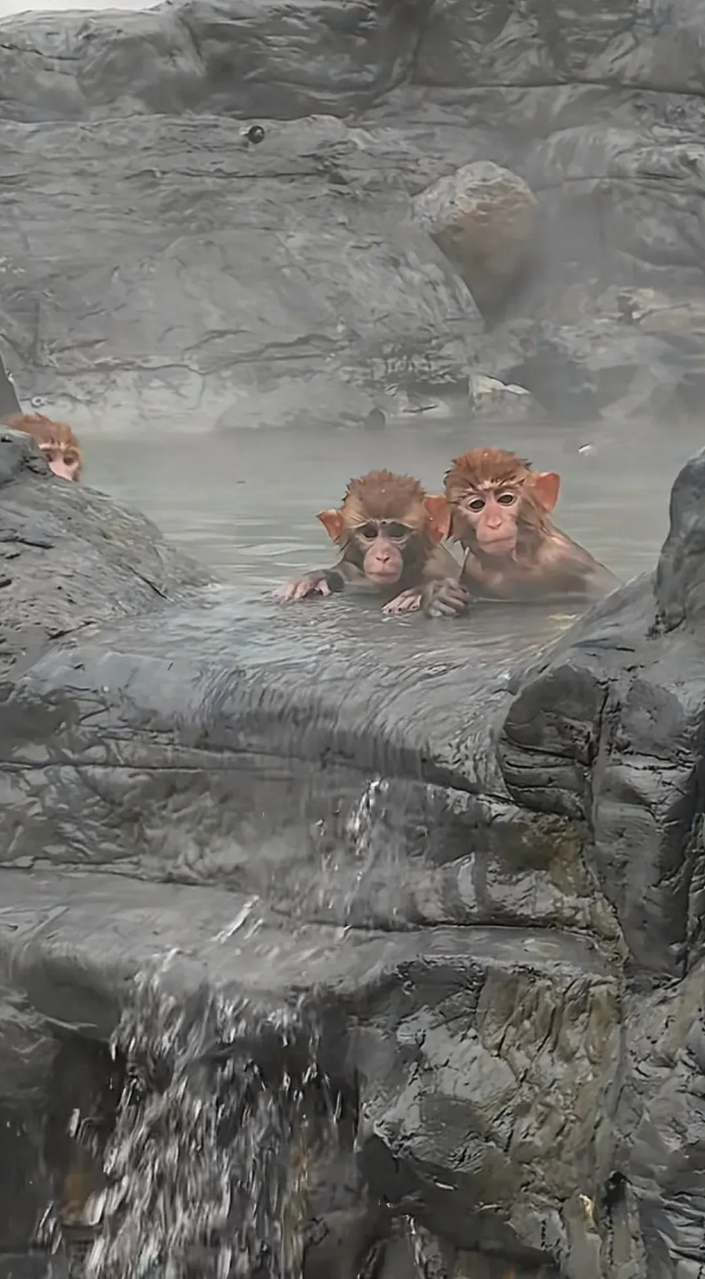 猴子在“五指山”拖家带口泡温泉养生