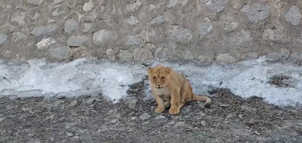路边惊现小狮子当地：系意外出逃