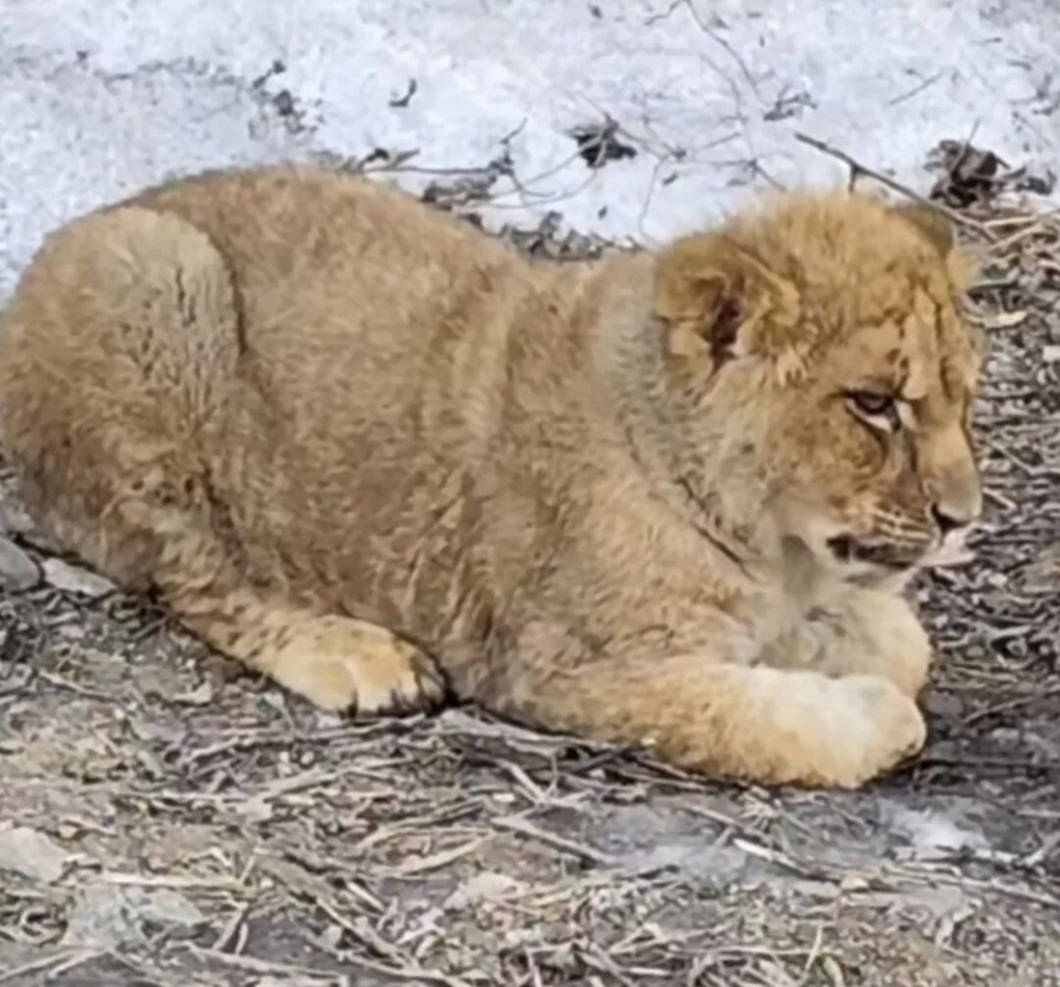 路边惊现小狮子当地：系意外出逃