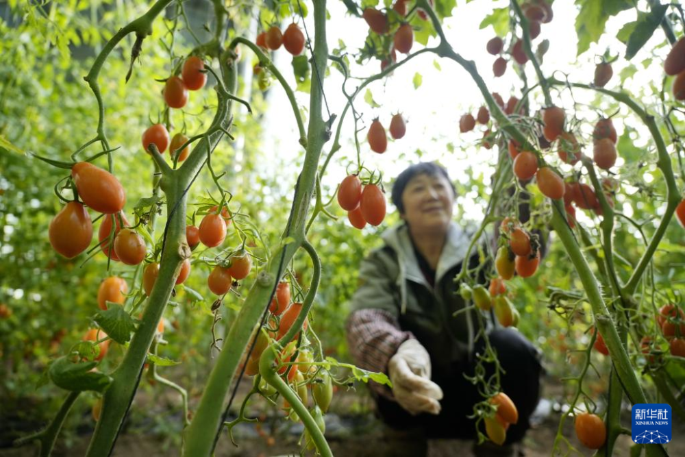 中外网友“大对账”对到了菜市场