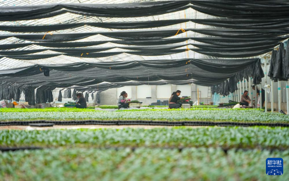 中外网友“大对账”对到了菜市场