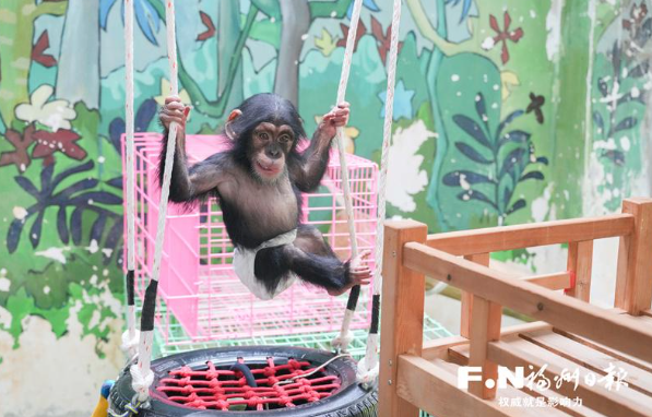 本土最勤快黑猩猩打扫卫生迎新年