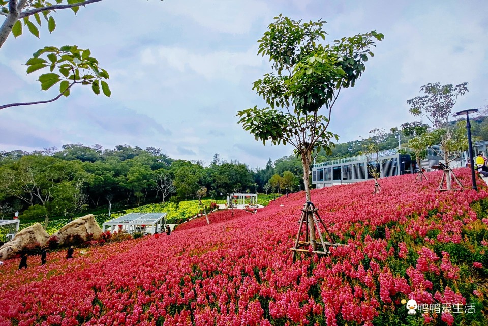 #春节出行各地堵堵堵#