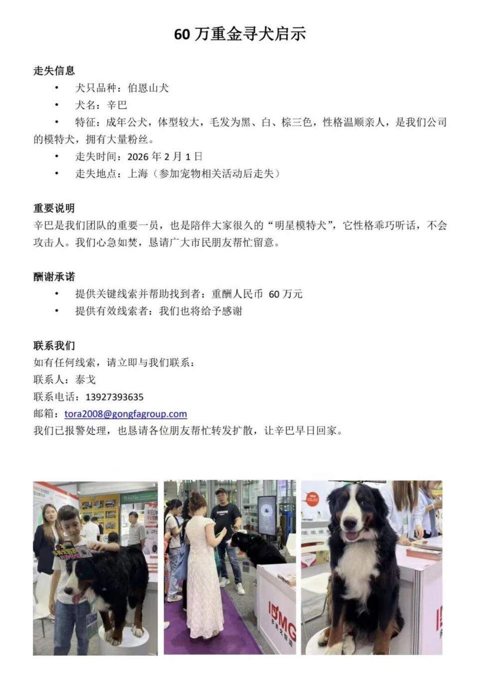 公司回应悬赏60万寻狗：是明星模特犬