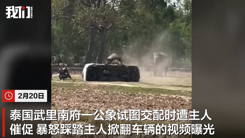 泰国一公象“相亲”时发怒掀翻两车