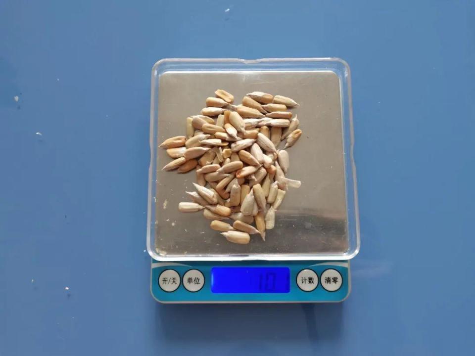 这种瓜子有毒还致癌吃到立马吐出来