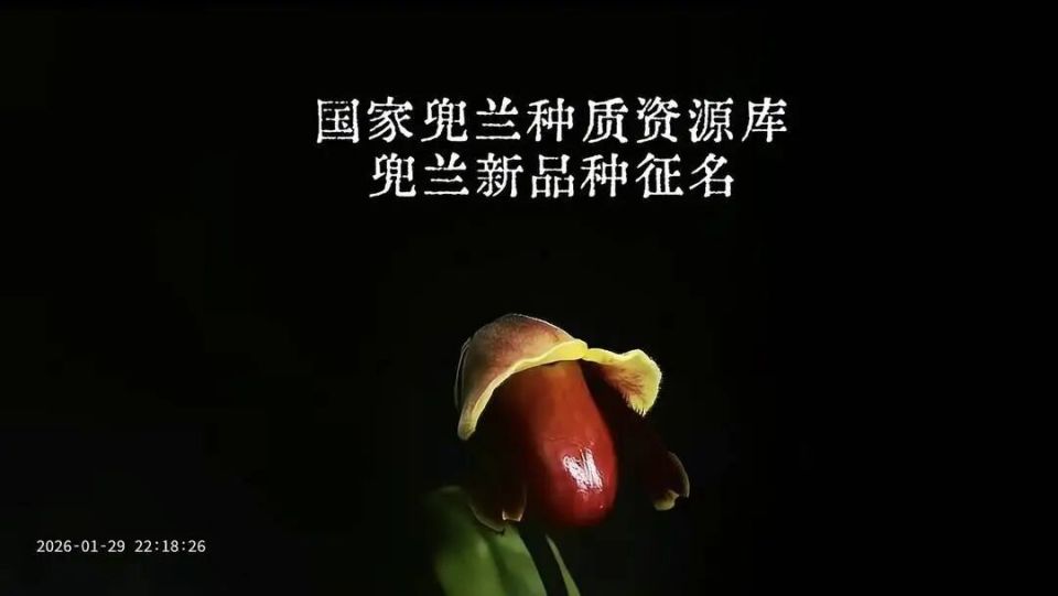 “炸糊的花生米戴黃帽”排第一