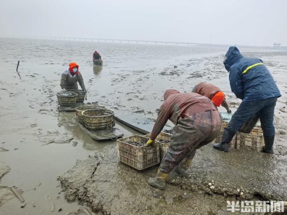 青岛大姨5小时挖蛏近百斤