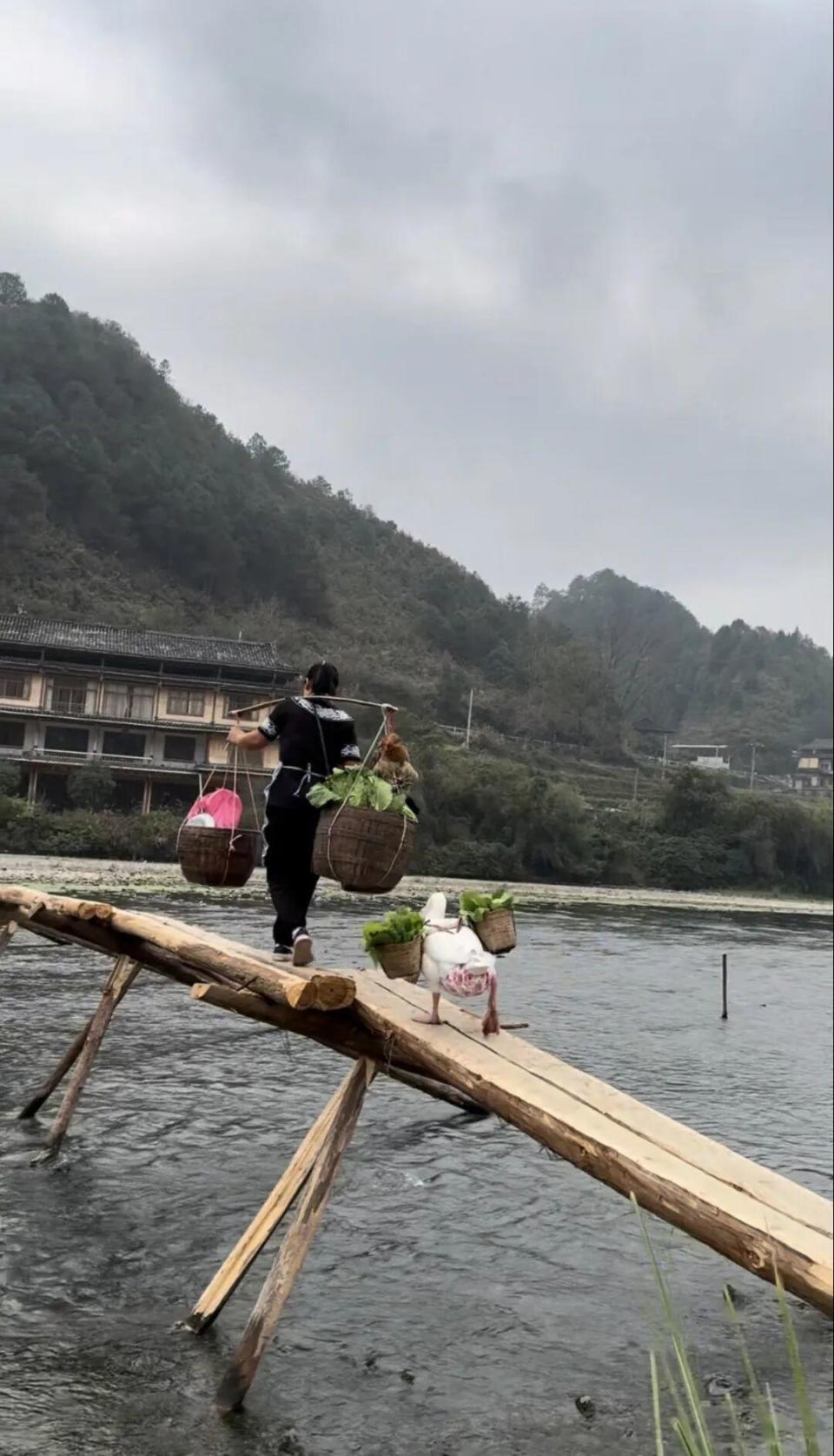 大白鹅跟着主人卖菜会守摊过马路