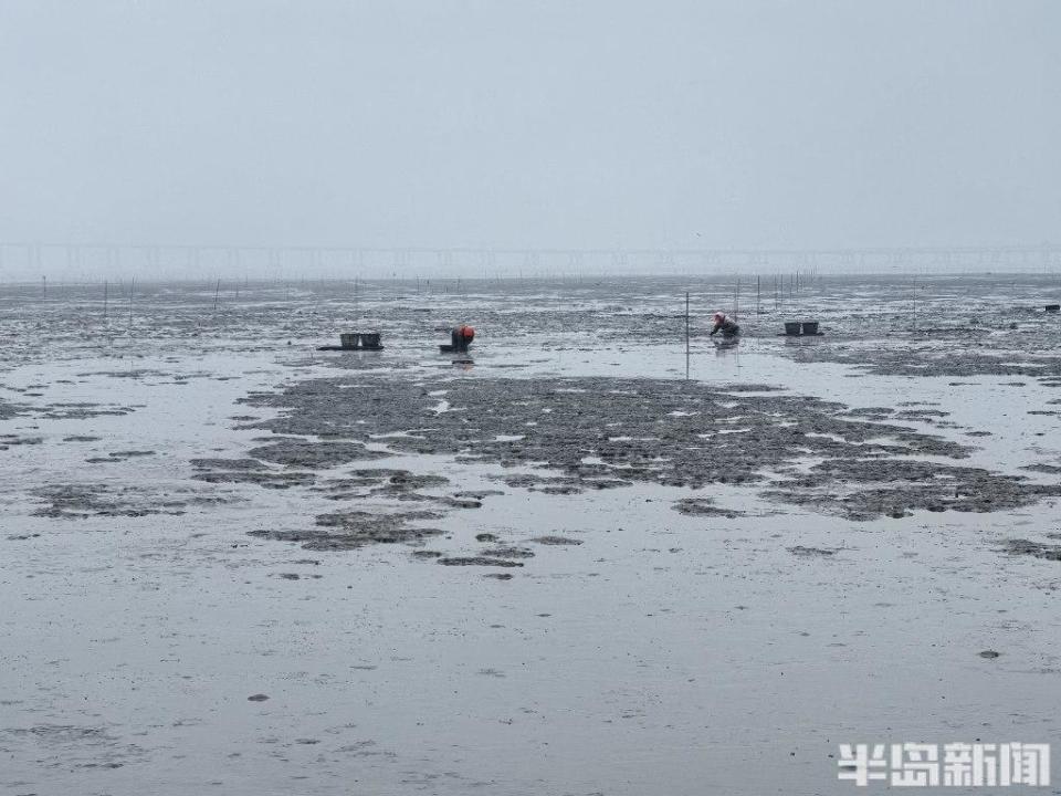 青岛大姨5小时挖蛏近百斤