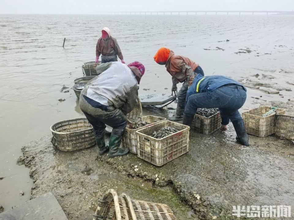 青岛大姨5小时挖蛏近百斤