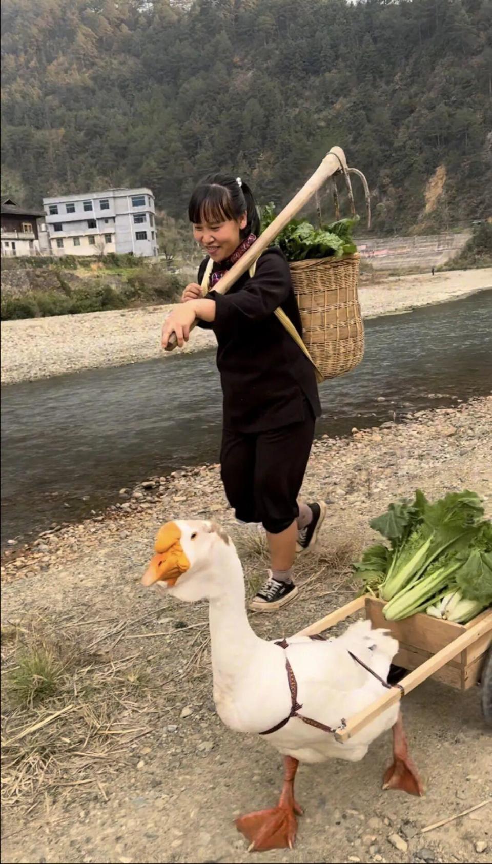 大白鹅跟着主人卖菜会守摊过马路