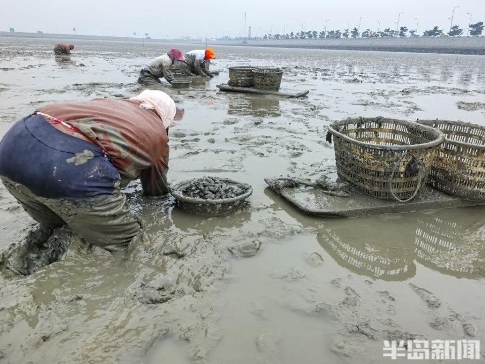 青岛大姨5小时挖蛏近百斤