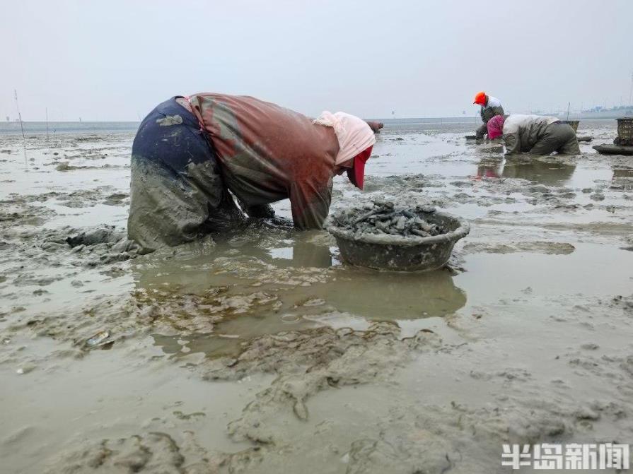 青岛大姨5小时挖蛏近百斤