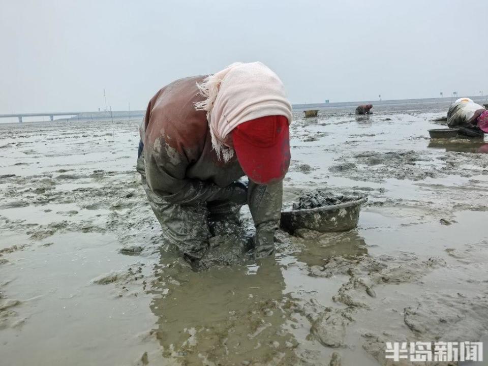 青岛大姨5小时挖蛏近百斤