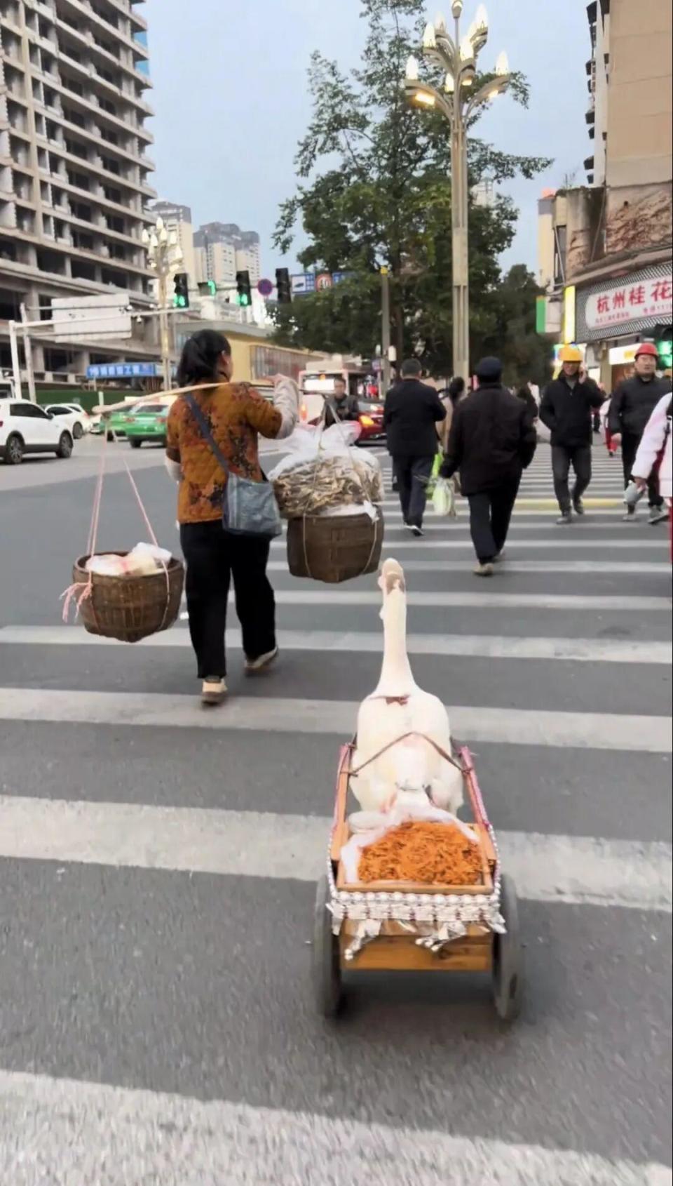 大白鹅跟着主人卖菜会守摊过马路