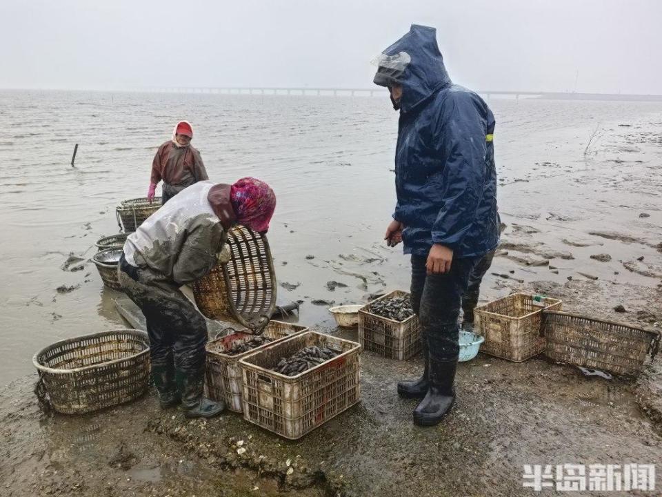 青岛大姨5小时挖蛏近百斤