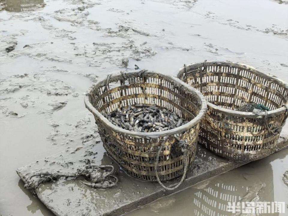 青岛大姨5小时挖蛏近百斤