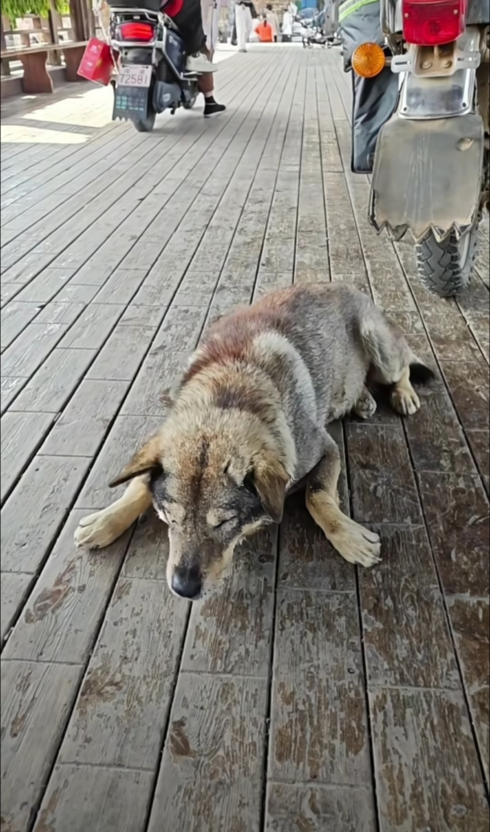 现实版“忠犬八公”赛虎身体出现问题