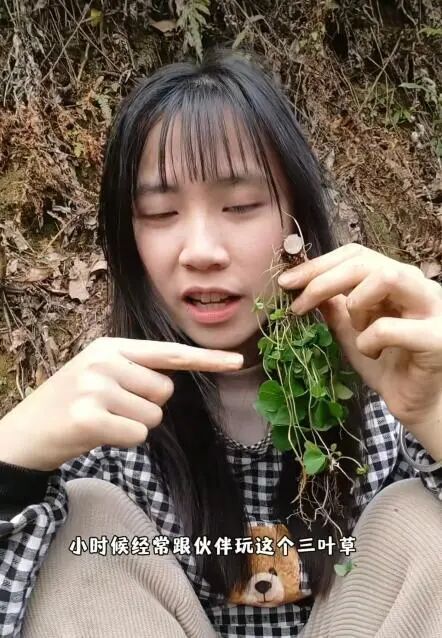 中药学女大学生进山尝草药走红