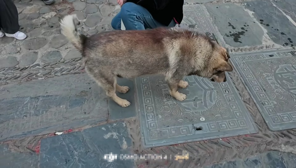 现实版“忠犬八公”赛虎身体出现问题