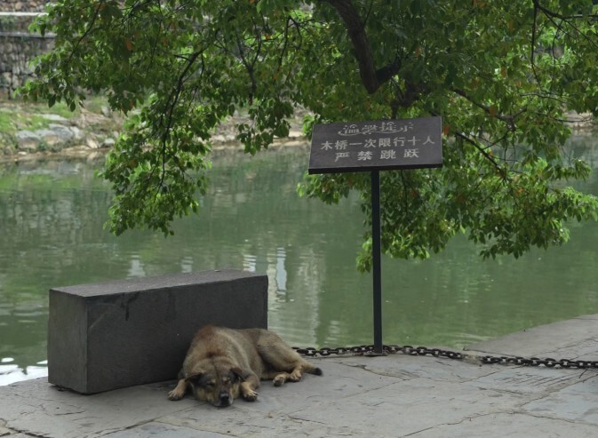 现实版“忠犬八公”赛虎身体出现问题