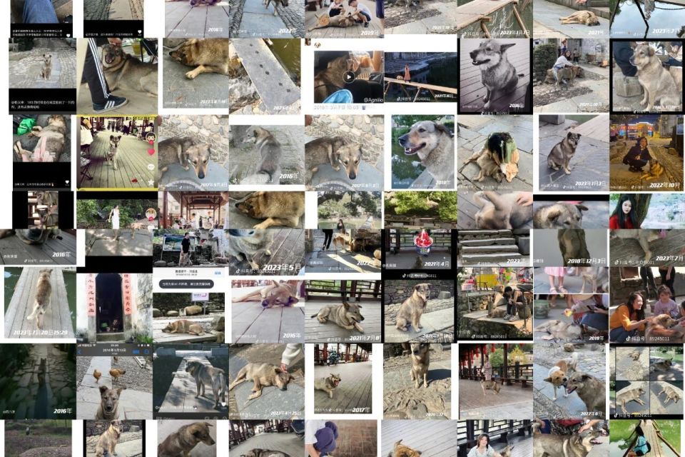 现实版“忠犬八公”赛虎身体出现问题