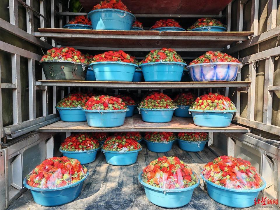 草莓价格跳水批发价低至1-2元/斤
