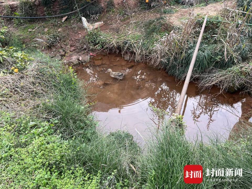 鱼塘被无人机喷药致鱼死亡当地回应