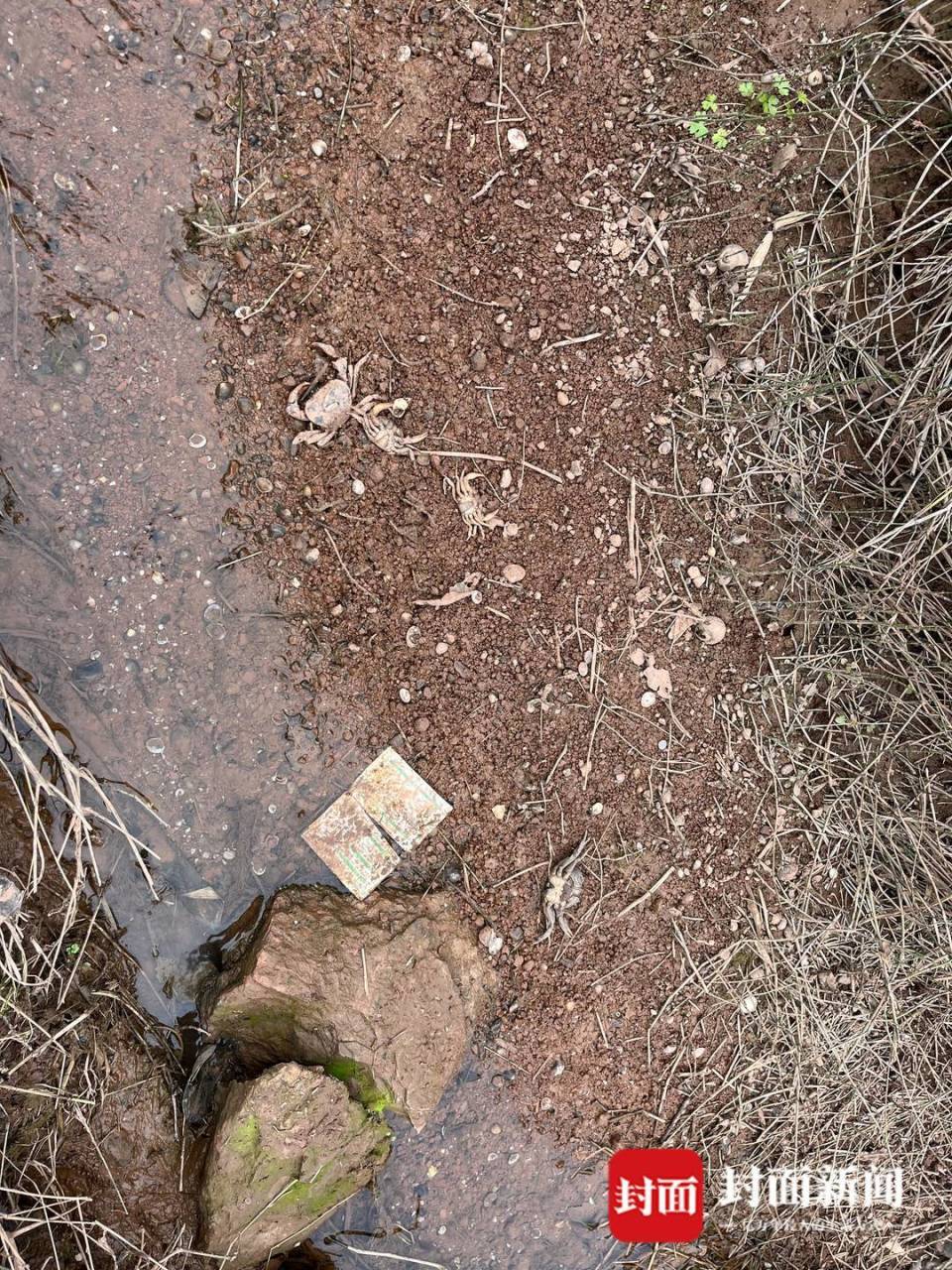 鱼塘被无人机喷药致鱼死亡当地回应