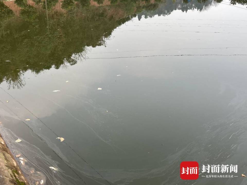 鱼塘被无人机喷药致鱼死亡当地回应