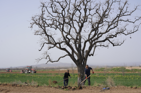 500元从树农处买走十几万卖别墅区